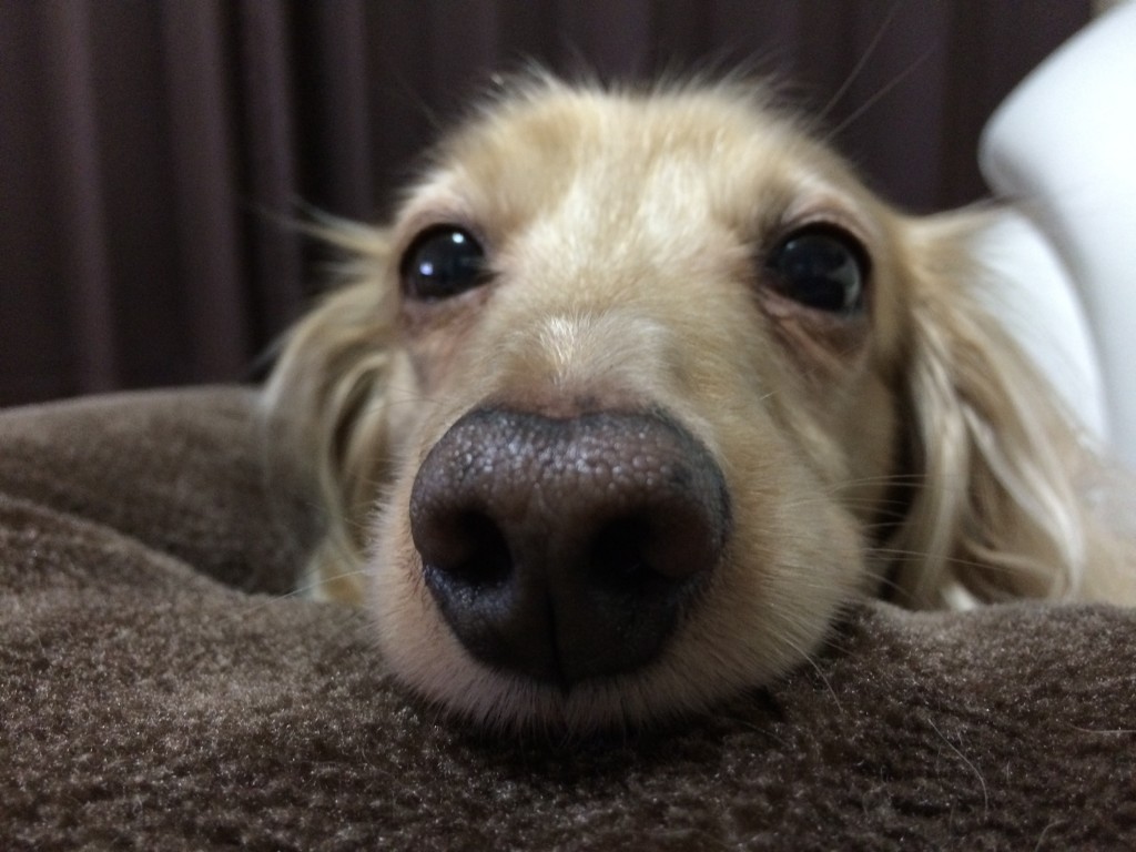 犬　顎を乗せる