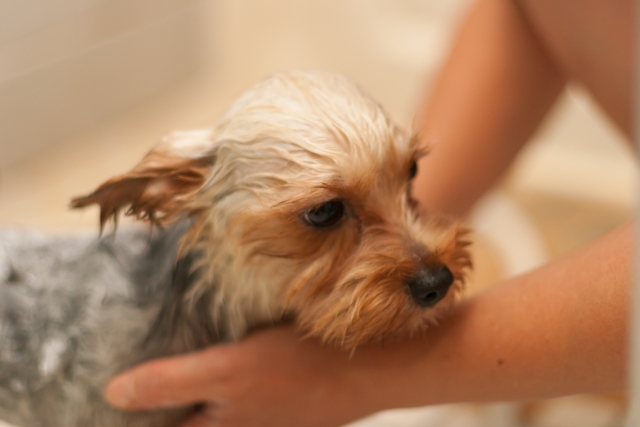 犬の皮膚炎で最も多い マラセチア皮膚炎 を徹底解説 愛犬と豊かな生活を わんライフ