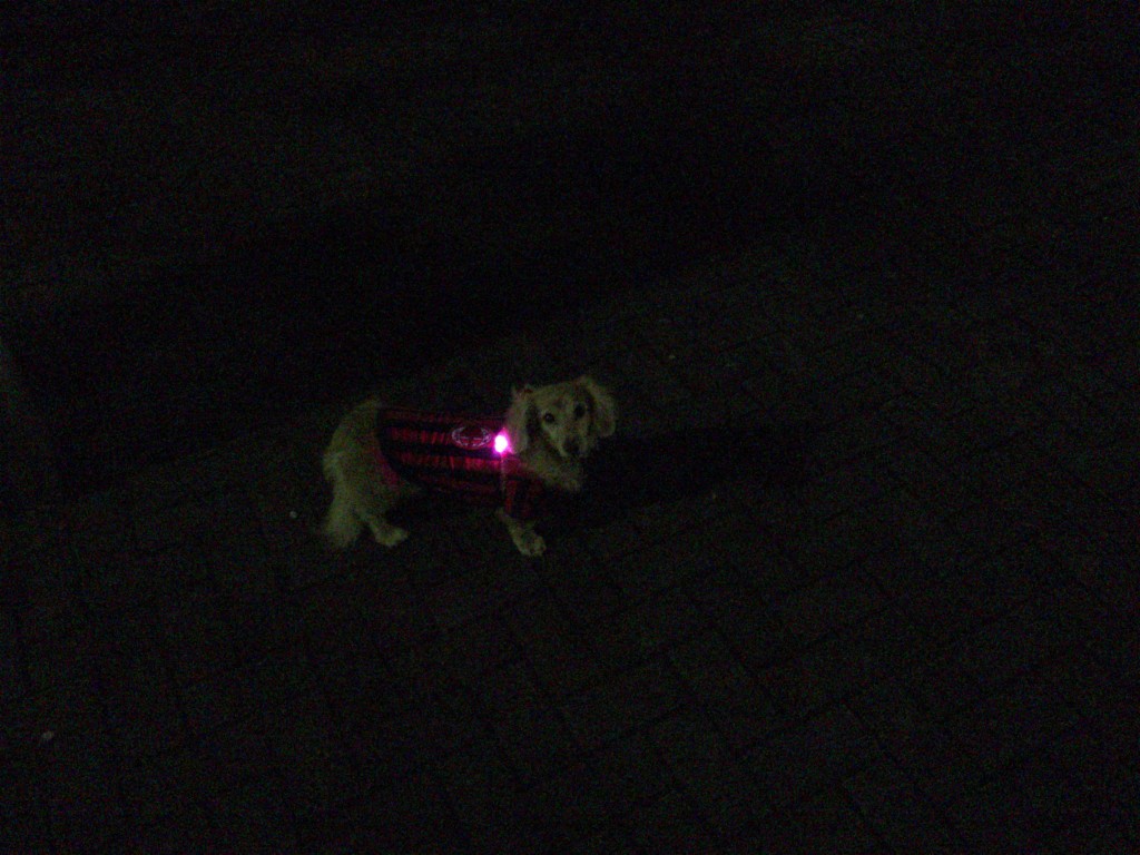 お散歩用LEDライト2