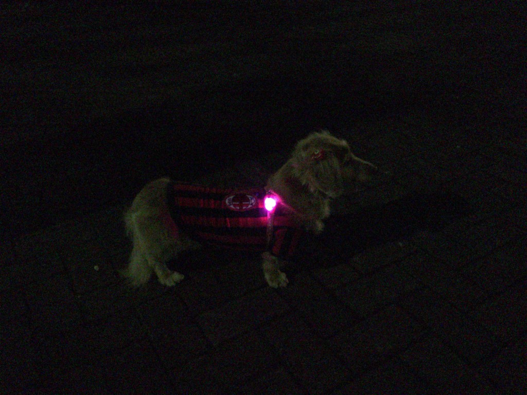 お散歩用LEDライト1